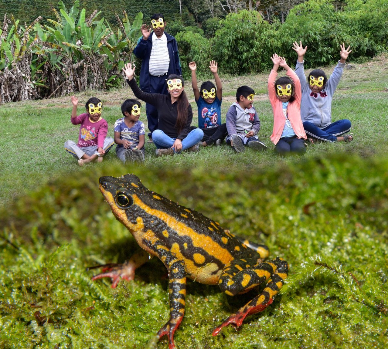 Atelopus tricolor